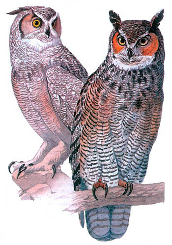   (Bubo Virginianus)