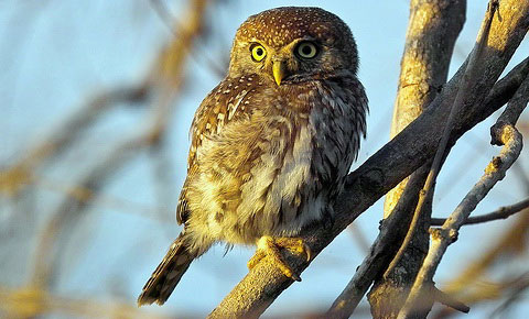    (Glaucidium perlatum)