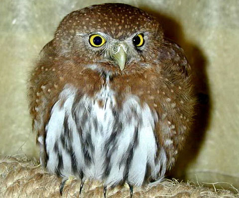  - (Glaucidium gnoma)