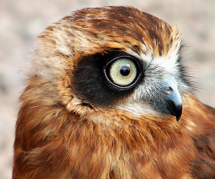    (Ninox novaeseelandiae)