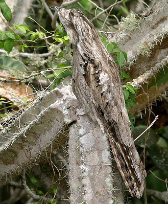    (Nyctibius griseus)