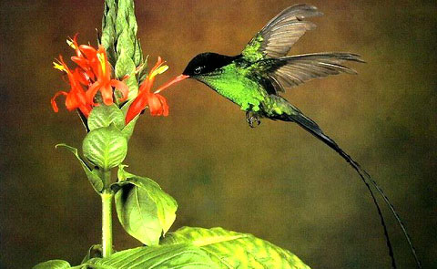   (Trochilus polytmus)