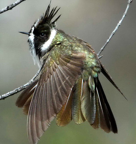   (Oxypogon guerinii)