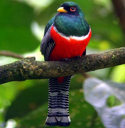   (Trogon collaris)