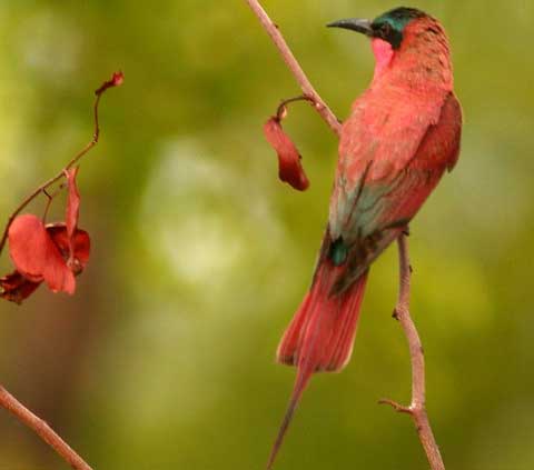   (Merops nubicus)