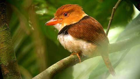   (Bucco capensis)