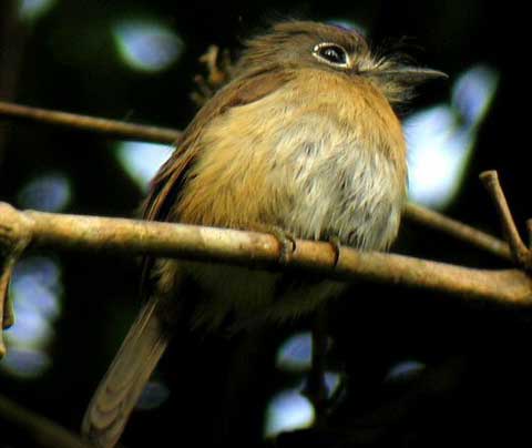   (Nonnula rubecula)