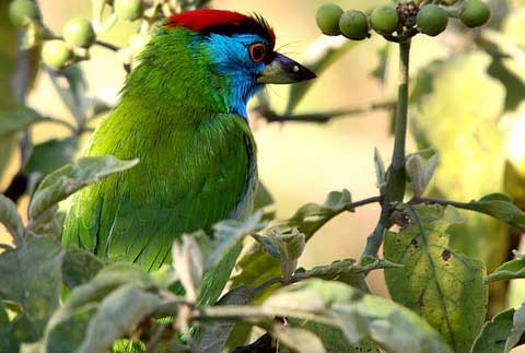   (Megalaima asiatica)