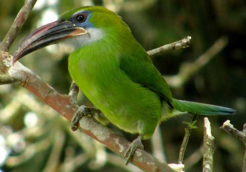   (Aulacorhynchus sulcatus)