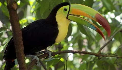   (Ramphastos sulfuratus)