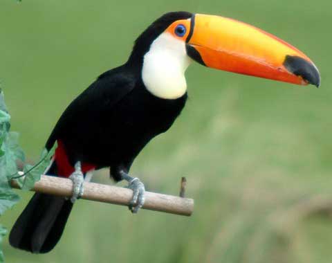   (Ramphastos toco)