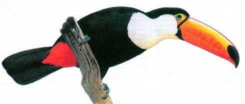   (Ramphastos toco)