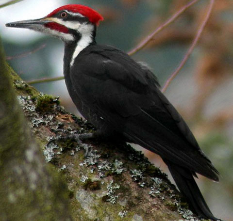   (Dryocopus pileatus)