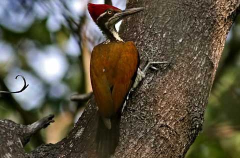    (Chrysocolaptes lucidus)