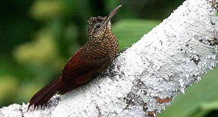    (Dendrocolaptes certhia)