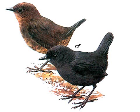    (Scytalopus unicolor)