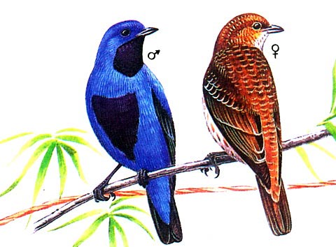    (Cotinga amabilis)