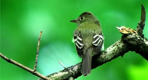   (Empidonax virescens)