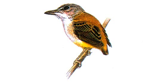   (Myiornis ecaudata)