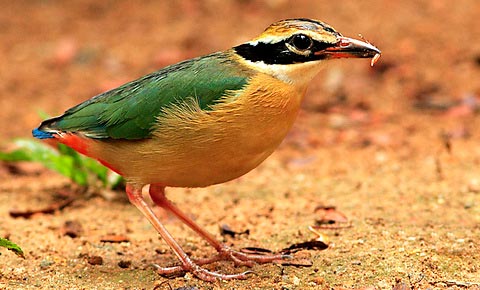   (Pitta angolensis)