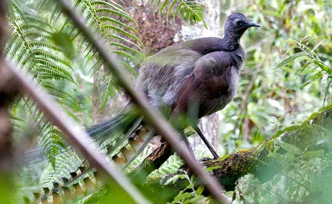 Большая птица-лира или лирохвост (Menura novaehollandiae)