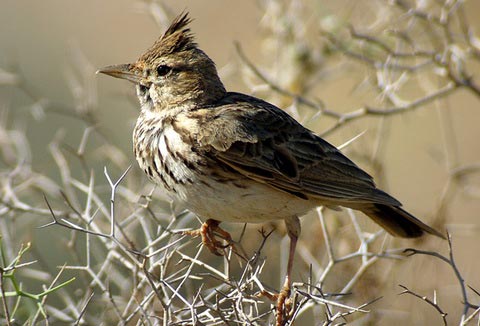   (Galerida cristata)