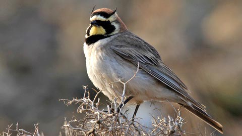   (Eremophila alpestris)