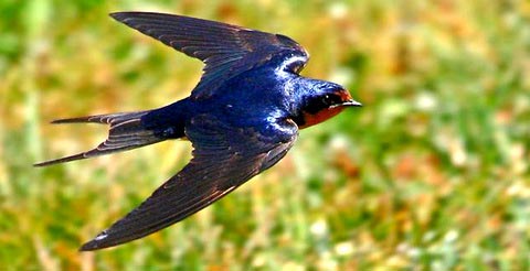     (Hirundo rustica)