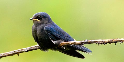   (Hirundo atrocaerulea)