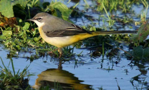   (Motacilla cinerea)