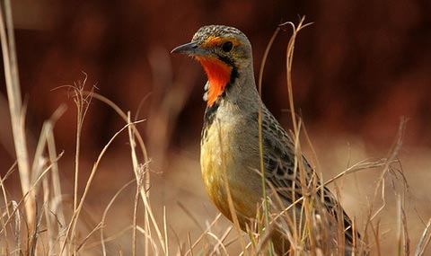    (Macronyx capensis)