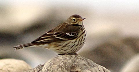   (Anthus rubescens)