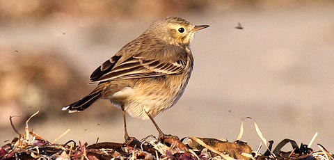   (Anthus petrosus)