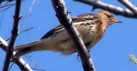   (Anthus cervina)