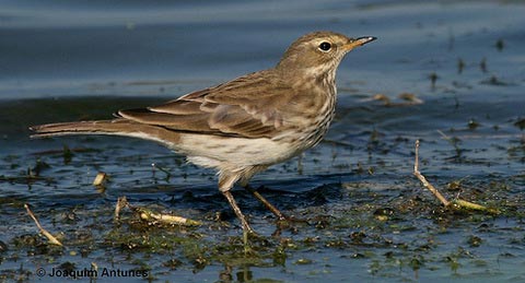   (Anthus spinoletta)