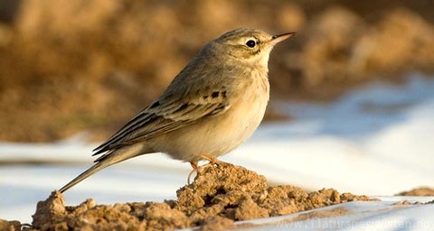   (Anthus campestris)