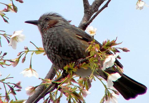   (Hypsipetes amaurotis)