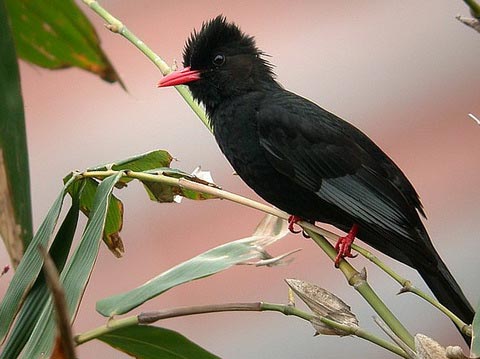    (Hypsipetes madagascariensis)