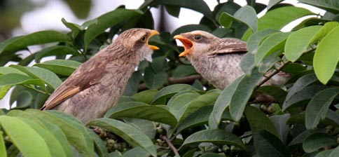   (Corvinella corvina)