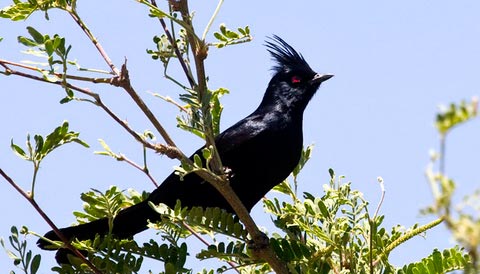   (Phainopepla nitens)