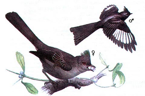   (Phainopepla nitens)