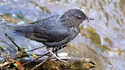   (Cinclus mexicanus)