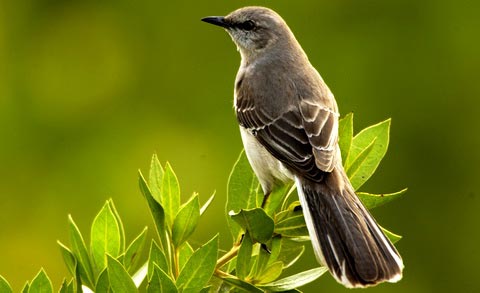   (Mimus polyglottos)