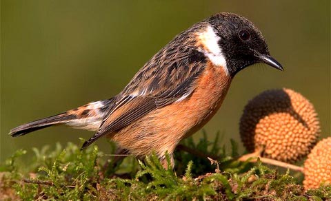   (Saxicola torquata)