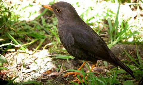   (Turdus poliocephalus)