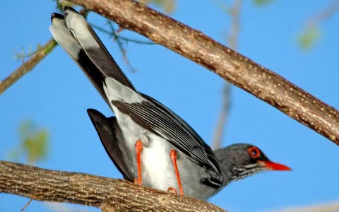   (Turdus plumbeus)