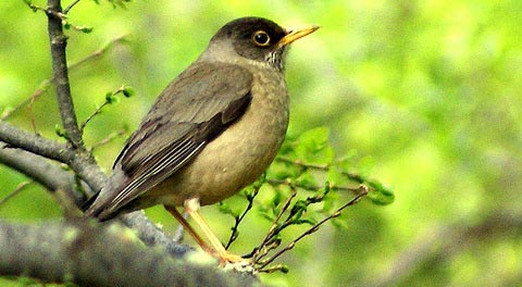   (Turdus falcklandii)