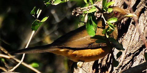   (Turdus grayi)