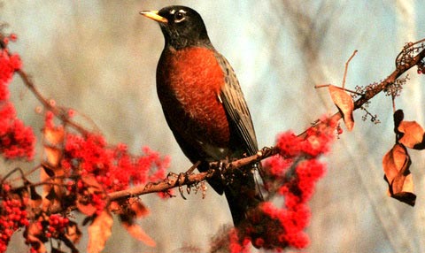   (Turdus migrtorius)