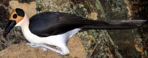    (Picathartes gymnocephalys)